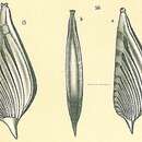 Image of Planularia patens (Brady 1884)
