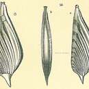 صورة Planularia patens (Brady 1884)