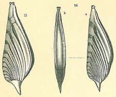 Image of Planularia patens (Brady 1884)