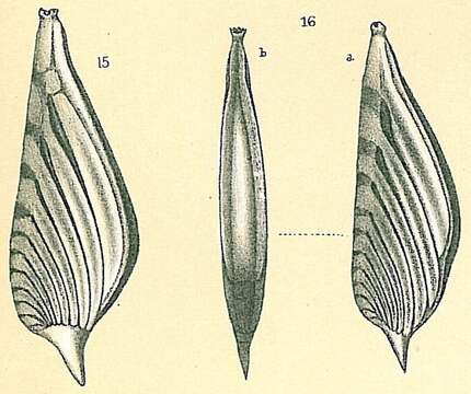 Image of Planularia patens (Brady 1884)