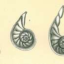 Image of Planularia siddalliana (Brady 1881)