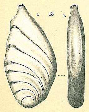 Image of Planularia Defrance 1826