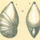 Image of Saracenaria altifrons (Parr 1950)