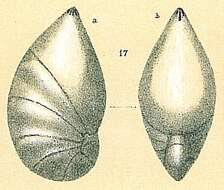 Image de Saracenaria altifrons (Parr 1950)