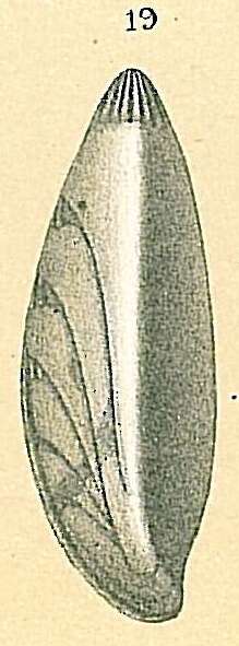 Image of Saracenaria latifrons (Brady 1884)