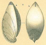 Image of Saracenaria latifrons (Brady 1884)