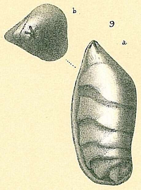 Image of Saracenaria volpicellii (Costa 1855)