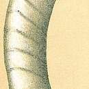 Image of Vaginulina arquata (Brady 1884)