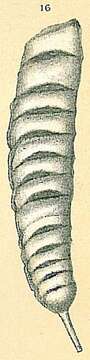 Image of Vaginulina margaritifera (Batsch 1791)