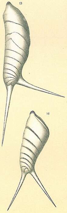 Image of Vaginulina spinigera Brady 1881