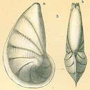 Image of Vaginulinopsis reniformis (d'Orbigny 1846)