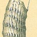 Слика од Vaginulinopsis Silvestri 1904