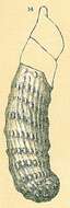 Image of Vaginulinopsis Silvestri 1904
