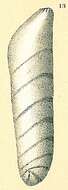 Image of Vaginulinopsis sublegumen Parr 1950