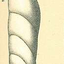 Imagem de Vaginulinopsis tasmanica Parr 1950