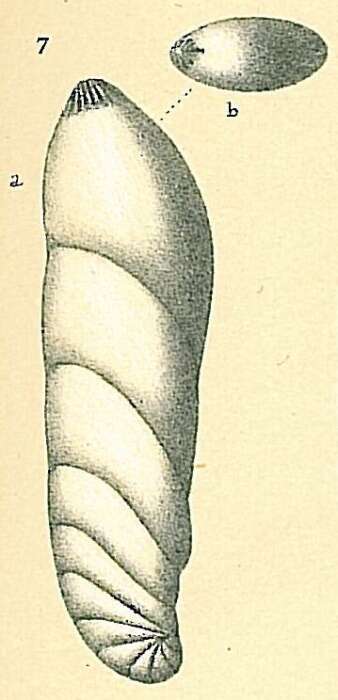 Image of Vaginulinopsis tasmanica Parr 1950