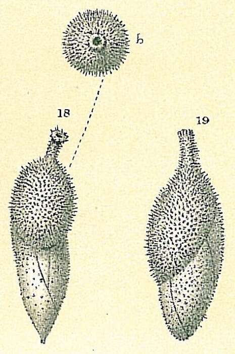 Image of Francuscia extensa (Cushman 1923)