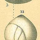 Image of Globulina inaequalis Reuss 1850