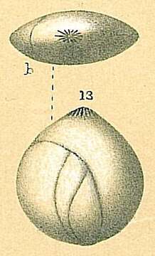 Image of Globulina inaequalis Reuss 1850