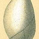 Image of Globulina minuta (Roemer 1838)