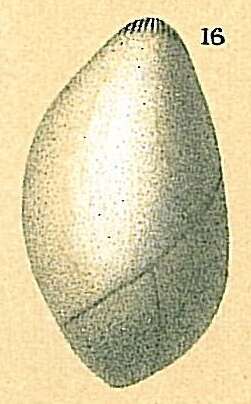 Image of Globulina d'Orbigny 1839