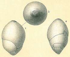 Image of Globulina rotundata (Bornemann 1855)