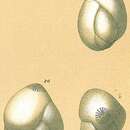 Image of Guttulina communis (d'Orbigny 1826)