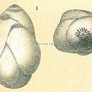 Image of Guttulina communis (d'Orbigny 1826)