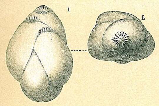 Image de Guttulina communis (d'Orbigny 1826)