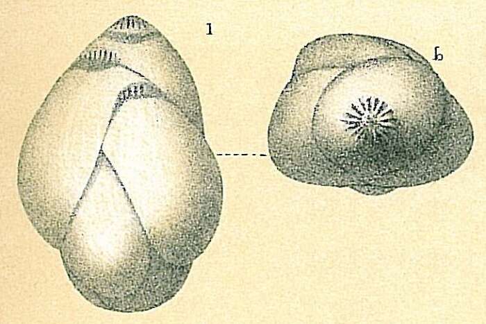 Image of Guttulina communis (d'Orbigny 1826)