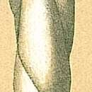 Image of Pseudopolymorphina dawsoni (Cushman & Ozawa 1930)
