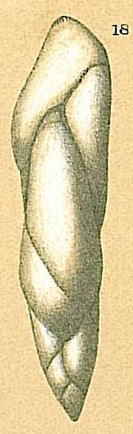 Image of Pseudopolymorphina Cushman & Ozawa 1928