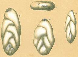 Image of Pseudopolymorphina Cushman & Ozawa 1928