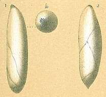 Image of Pyrulina d'Orbigny 1839
