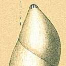 Image of Pyrulina fusiformis (Roemer 1838)