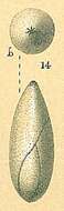 Image of Pyrulina gutta (d'Orbigny 1826)