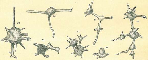 Image of Ramulina globulifera Brady 1879