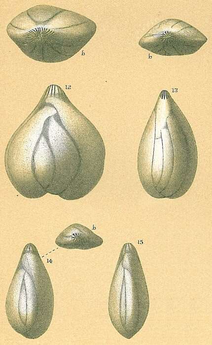 Image of Sigmoidella elegantissima (Parker & Jones 1870)