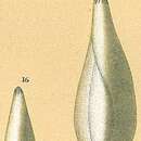 Image of Sigmoidella seguenzana (Brady 1884)