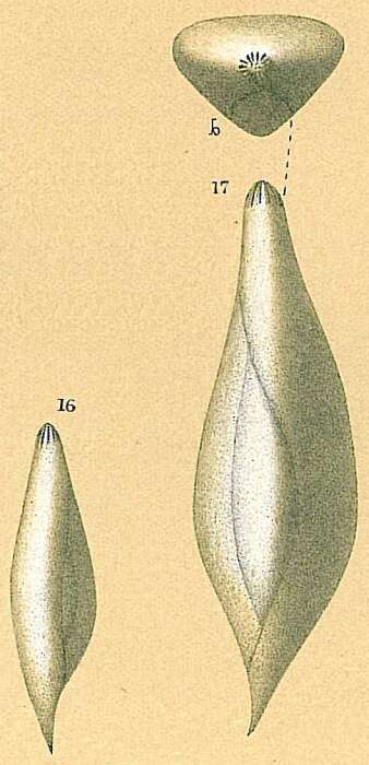 Image of Polymorphinidae