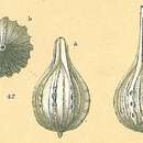 Image of Cushmanina desmophora (Jones 1874)