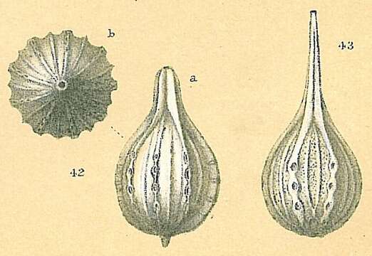 صورة Cushmanina desmophora (Jones 1874)