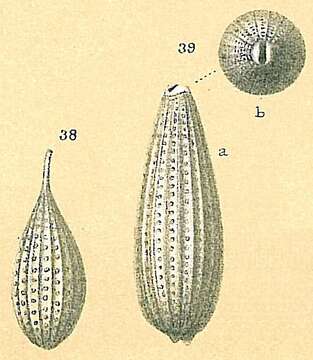 Image of Cushmanina feildeniana (Brady 1878)