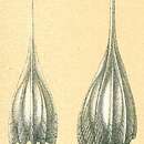 Image of Cushmanina plumigera (Brady 1881)