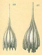 Image of Cushmanina plumigera (Brady 1881)