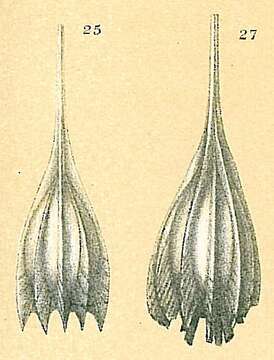 Image of Cushmanina plumigera (Brady 1881)