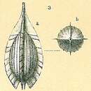 Image of Cushmanina quadralata (Brady 1881)