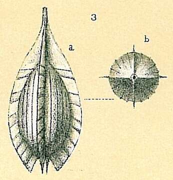 Image of Cushmanina quadralata (Brady 1881)