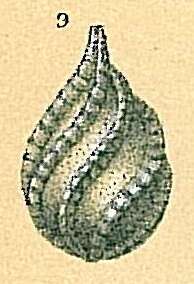 Image of Cushmanina spiralis (Brady 1884)