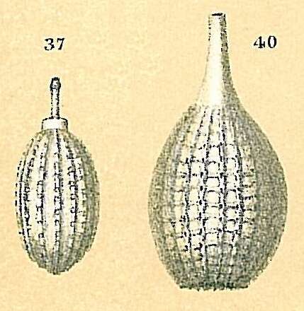 Image of Cushmanina striatopunctata (Parker & Jones 1865)